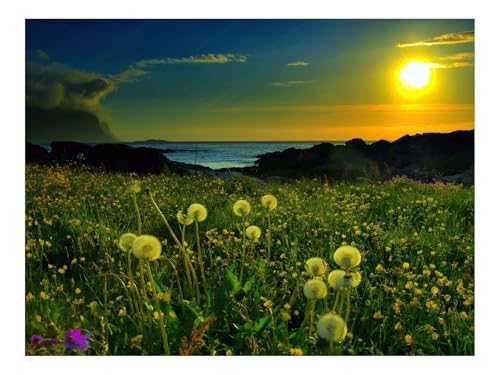 1000 Teile Puzzle für Erwachsene Und Kinder ab 14 Jahren-Löwenzahn,Abend,Licht 70x50cm von THISIT