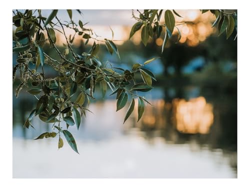 1000 Teile Puzzle für Erwachsene Und Kinder ab 14 Jahren-Zweige,Blätter,Unschärfe 70x50cm von THISIT