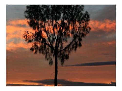1000 Teile Puzzles-Geschenk,Clevere RäTsel-Baum,Sonnenuntergang,Horizont,Silhouette 70x50cm 1000 Teile Puzzles-Geschenk,Clevere RäTsel-Baum,Sonnenuntergang,Horizont,Silhouette 70x50cm von THISIT
