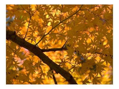 1000 Teile Puzzles – Herausforderung Spielzeug-Ahorn,Baum,Blätter,Herbst,Gelb 70x50cm von THISIT