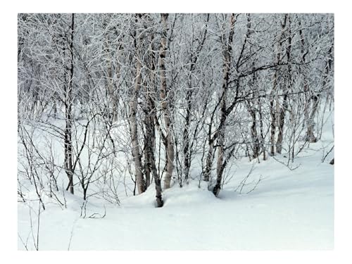1000 Teile Puzzles – Herausforderung Spielzeug-Bäume,Schnee,Schneeverwehungen,Zweige,Weiß 70x50cm von THISIT