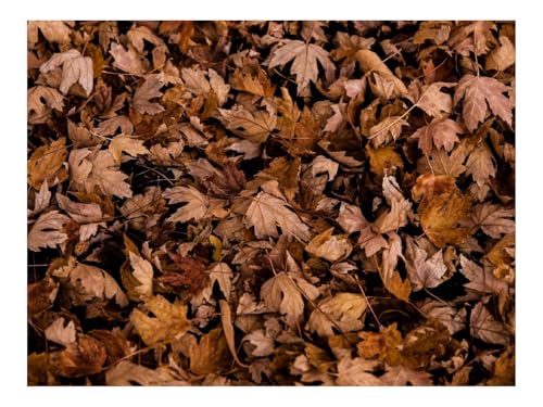 1000 Teile Puzzles – Herausforderung Spielzeug-Blätter,Herbst,Trocken,Ahorn 70x50cm von THISIT