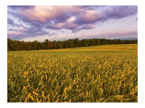 1000 Teile Puzzles – Herausforderung Spielzeug-Feld,Ohren,Pflanzen,Landschaft 70x50cm von THISIT