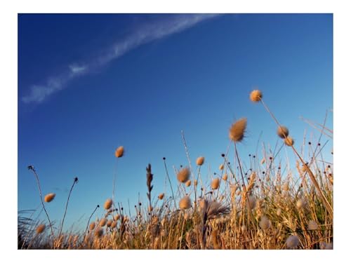 1000 Teile Puzzles – Herausforderung Spielzeug-Himmel,Gras,Trocken,Streifen,Wolke,Spur,Hell 70x50cm von THISIT