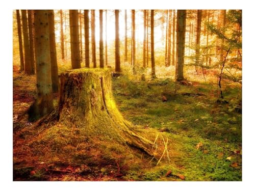 1000 Teile Puzzles – Herausforderung Spielzeug-Holz,Stumpf,Licht,Bäume,Vegetation 70x50cm 1000 Teile Puzzles – Herausforderung Spielzeug-Holz,Stumpf,Licht,Bäume,Vegetation 70x50cm von THISIT