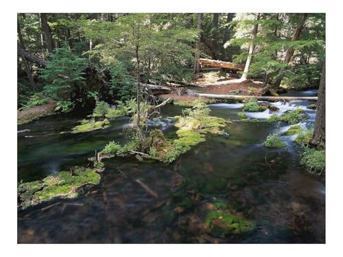 1000 Teile Puzzles – Herausforderungsspielzeug-Holz,Bäume,Fluss,Moos,Strömung 70x50cm von THISIT