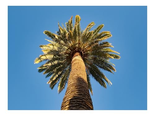 1000 Teile Puzzles – Herausforderungsspielzeug-Palme,Zweige,Himmel,Ansicht von unten 70x50cm von THISIT