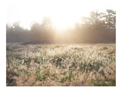 1000 Teile Puzzles für Erwachsene Kinder-Feld,Gras,Sonnenlicht,Morgen,Sonnenaufgang,Natur 70x50cm 1000 Teile Puzzles für Erwachsene Kinder-Feld,Gras,Sonnenlicht,Morgen,Sonnenaufgang,Natur 70x50cm von THISIT