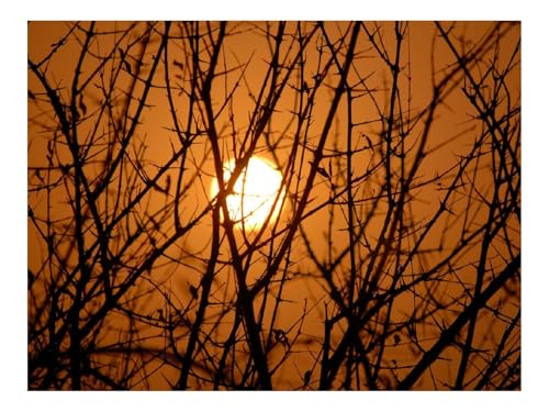 1000 Teile Puzzles für Erwachsene PäDagogisches Spiel-Äste,Bäume,Silhouetten,Sonnenuntergang 70x50cm von THISIT