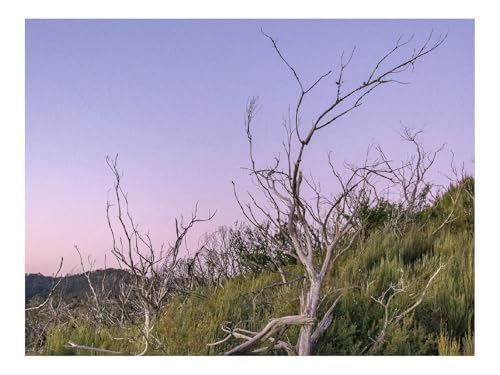 1000 Teile Puzzles für Erwachsene PäDagogisches Spiel-Äste,Treibholz,Bäume 70x50cm von THISIT