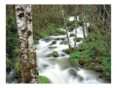 1000 Teile Puzzles für Erwachsene PäDagogisches Spiel-Bergfluss,Steine,Moos,Birken 70x50cm von THISIT