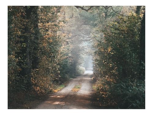 1000 Teile Puzzles für Erwachsene PäDagogisches Spiel-Gasse,Weg,Bäume,Äste,Strahlen 70x50cm von THISIT