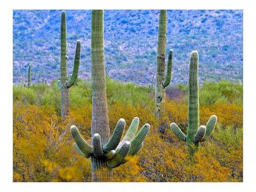 1000 Teile Puzzles für Erwachsene PäDagogisches Spiel-Kakteen,Pflanzen,Büsche 70x50cm 1000 Teile Puzzles für Erwachsene PäDagogisches Spiel-Kakteen,Pflanzen,Büsche 70x50cm von THISIT