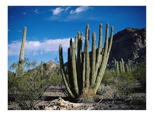 1000 Teile Puzzles für Erwachsene PäDagogisches Spiel-Kaktus,Dorn,Wüste 70x50cm 1000 Teile Puzzles für Erwachsene PäDagogisches Spiel-Kaktus,Dorn,Wüste 70x50cm von THISIT