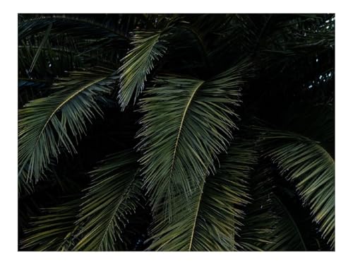1000 Teile Puzzles für Erwachsene PäDagogisches Spiel-Palme,Blätter,Zweige,Grün,Sträucher 70x50cm von THISIT