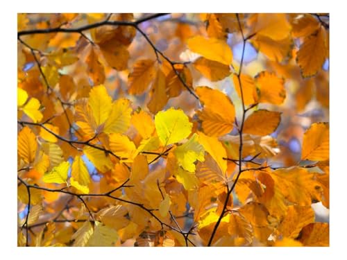 1000 Teile Puzzles für Erwachsene PäDagogisches Spiel-Zweige,Blätter,gelb 70x50cm 1000 Teile Puzzles für Erwachsene PäDagogisches Spiel-Zweige,Blätter,gelb 70x50cm von THISIT