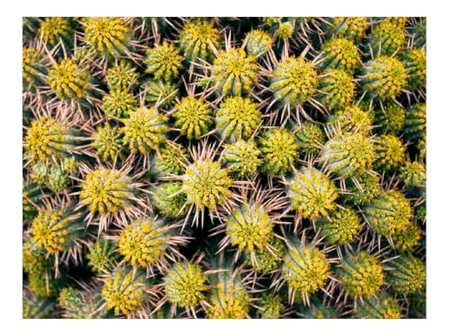 1000 Teile WunderschöNes Dekoration Puzzle Geschenke-Kaktus,Pflanze 70x50cm 1000 Teile WunderschöNes Dekoration Puzzle Geschenke-Kaktus,Pflanze 70x50cm von THISIT