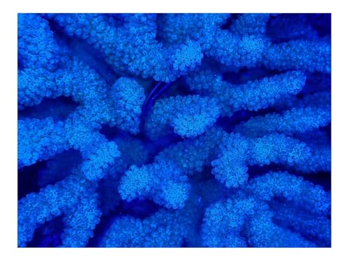 1000 Teile WunderschöNes Dekoration Puzzle Geschenke-Korallen,blau,Unterwasser 70x50cm von THISIT