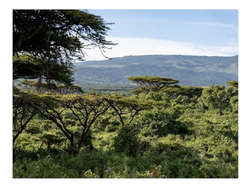 1000 Teile WunderschöNes Dekoration Puzzle Geschenke-Safari,Sträucher,Hügel,Gras,AST 70x50cm von THISIT