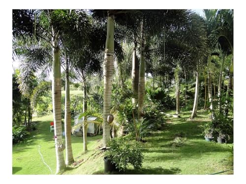 1000 Teilige Puzzles für Erwachsene Lernspiel-Garten,Palmen,Schatten,Bäume,Sommer 70x50cm von THISIT