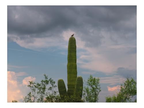 1000 Teilige Puzzles für Erwachsene Lernspiel-Kaktus,Pflanze,Bäume 70x50cm von THISIT