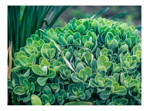 1000 Teilige Puzzles für Erwachsene Lernspiel-Pflanze,Grün,Blätter,Blumenbeet 70x50cm 1000 Teilige Puzzles für Erwachsene Lernspiel-Pflanze,Grün,Blätter,Blumenbeet 70x50cm von THISIT