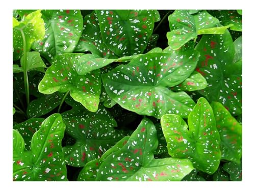 1500 Teile Erwachsenenpuzzle ab 14 Jahren-Caladium,Pflanzen,Blätter 87x57cm von THISIT