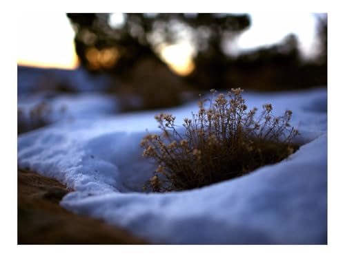 1500 Teile Erwachsenenpuzzle ab 14 Jahren-Gras,Schnee,Blumen 87x57cm von THISIT
