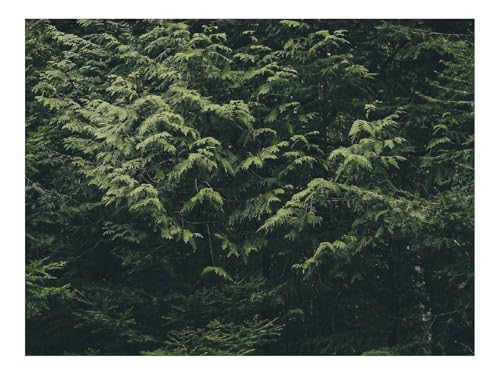1500 Teile Erwachsenenpuzzle ab 14 Jahren-Wälder,Bäume,Natur,Grün 87x57cm 1500 Teile Erwachsenenpuzzle ab 14 Jahren-Wälder,Bäume,Natur,Grün 87x57cm von THISIT