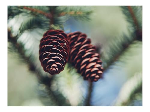 1500 Teile Erwachsenenpuzzle ab 14 Jahren-Zapfen,Makro 87x57cm 1500 Teile Erwachsenenpuzzle ab 14 Jahren-Zapfen,Makro 87x57cm von THISIT