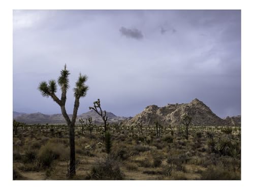 1500 Teile Puzzle Erwachsene-Kakteen,Pflanzen,Berge 87x57cm 1500 Teile Puzzle Erwachsene-Kakteen,Pflanzen,Berge 87x57cm von THISIT