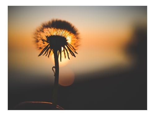 1500 Teile Puzzle Erwachsene-Löwenzahn,Sonnenuntergang,Silhouette 87x57cm 1500 Teile Puzzle Erwachsene-Löwenzahn,Sonnenuntergang,Silhouette 87x57cm von THISIT