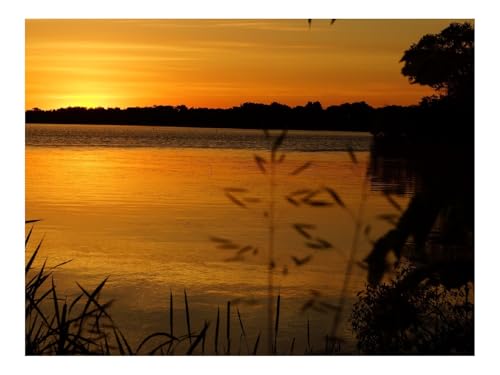 1500 Teile Puzzle Erwachsene-Ohren,Wälder,Sonnenuntergang 87x57cm von THISIT