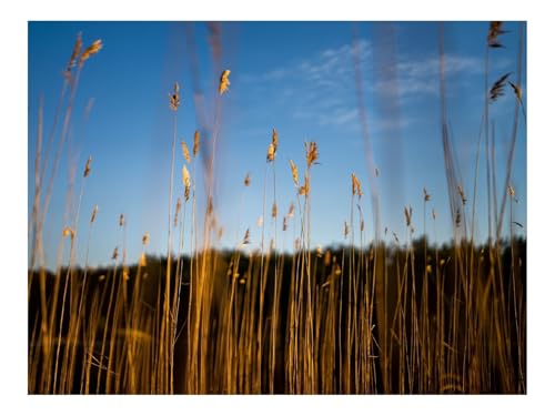 1500 Teile Puzzle Erwachsene-Schilf,Ähren,Gras,Pflanze,Natur 87x57cm 1500 Teile Puzzle Erwachsene-Schilf,Ähren,Gras,Pflanze,Natur 87x57cm von THISIT