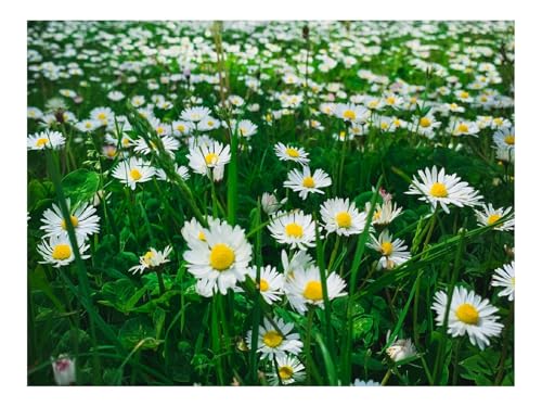 1500 Teile Puzzle Familienspiel für MäNner & Frauen-Kamille,Blumen,Pflanzen 87x57cm von THISIT