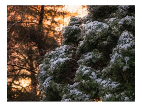 1500 Teile Puzzles – Herausforderung Spielzeug-Busch,Schnee 87x57cm von THISIT