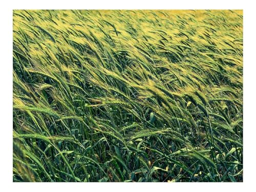1500 Teile Puzzles – Herausforderung Spielzeug-Gerste,Getreide,Feld 87x57cm von THISIT