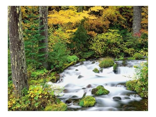 1500 Teile Puzzles – Herausforderung Spielzeug-Oregon,Holz,Bäume,Herbst,Fluss,Steine 87x57cm 1500 Teile Puzzles – Herausforderung Spielzeug-Oregon,Holz,Bäume,Herbst,Fluss,Steine 87x57cm von THISIT
