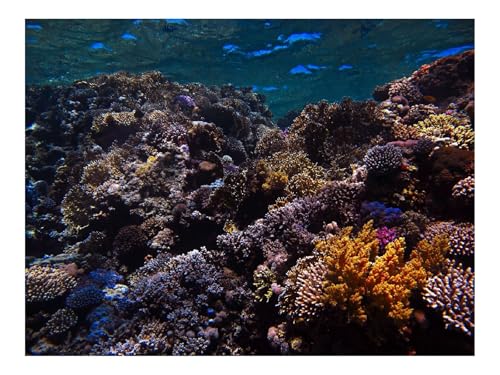1500 Teile Puzzles – Herausforderung Spielzeug-Riff,Koralle,Meer,Unterwasser,Wasser 87x57cm von THISIT