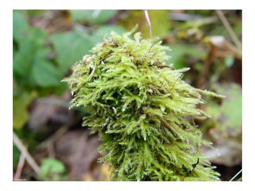 1500 Teile Puzzles – Herausforderungsspielzeug-Vegetation,Gras,Moos,Holz 87x57cm 1500 Teile Puzzles – Herausforderungsspielzeug-Vegetation,Gras,Moos,Holz 87x57cm von THISIT