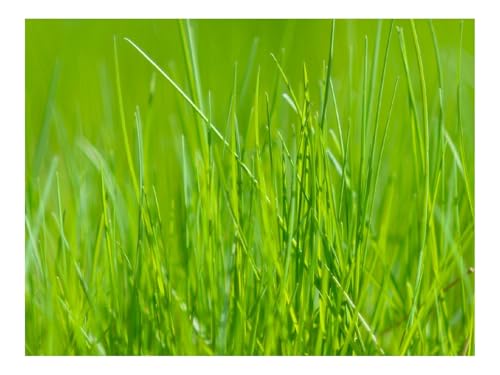1500 Teile Puzzles für Erwachsene PäDagogisches Spiel-Gras,Grün 87x57cm 1500 Teile Puzzles für Erwachsene PäDagogisches Spiel-Gras,Grün 87x57cm von THISIT