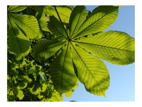 1500 Teile Puzzles für Erwachsene PäDagogisches Spiel-Kastanie,Blätter,Baum 87x57cm von THISIT