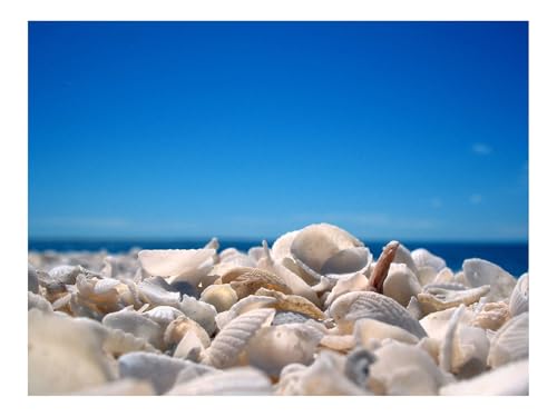 1500 Teile Puzzles für Erwachsene PäDagogisches Spiel-Muscheln,Himmel,Küste 87x57cm von THISIT