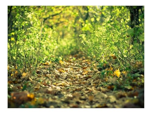 1500 Teile Puzzles für Erwachsene PäDagogisches Spiel-Spur,Blätter,Herbst,Gras 87x57cm von THISIT