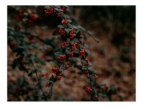 1500 Teile Puzzles für Erwachsene PäDagogisches Spiel-Zweige,Beeren,rot 87x57cm 1500 Teile Puzzles für Erwachsene PäDagogisches Spiel-Zweige,Beeren,rot 87x57cm von THISIT