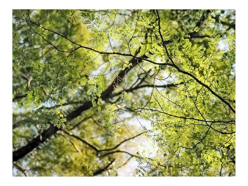 1500 Teile Puzzles für Erwachsene PäDagogisches Spiel-Zweige,Blätter,Natur 87x57cm 1500 Teile Puzzles für Erwachsene PäDagogisches Spiel-Zweige,Blätter,Natur 87x57cm von THISIT