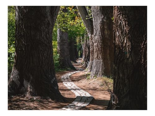 1500 Teilige Puzzles für Die Ganze Familie-Park,Bäume,Weg,Wende 87x57cm von THISIT