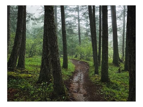 1500 Teilige Puzzles für Erwachsene Lernspiel-Wälder,Weg,Nebel,Bäume,Grün 87x57cm von THISIT