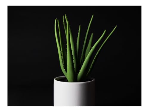 500 Teile Erwachsenenpuzzle ab 14 Jahren-Aloe,Pflanze,Zimmerpflanze,Schwarz 52x38cm 500 Teile Erwachsenenpuzzle ab 14 Jahren-Aloe,Pflanze,Zimmerpflanze,Schwarz 52x38cm von THISIT