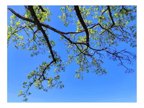 500 Teile Erwachsenenpuzzle ab 14 Jahren-Baum,Zweige,Himmel,Natur,Minimalismus 52x38cm 500 Teile Erwachsenenpuzzle ab 14 Jahren-Baum,Zweige,Himmel,Natur,Minimalismus 52x38cm von THISIT